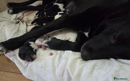 Borador dogs for sale: Borador Pups ready 5th October  - Image 9