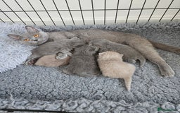 British Shorthair cats for sale: British Shorthair kittens  - Image 19