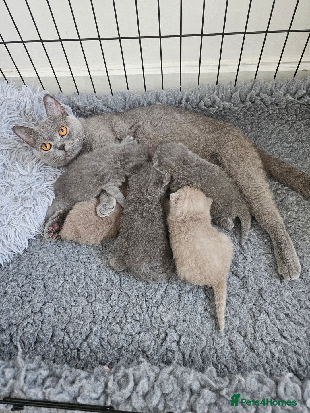British Shorthair cats for sale: British Shorthair kittens  - Image 19