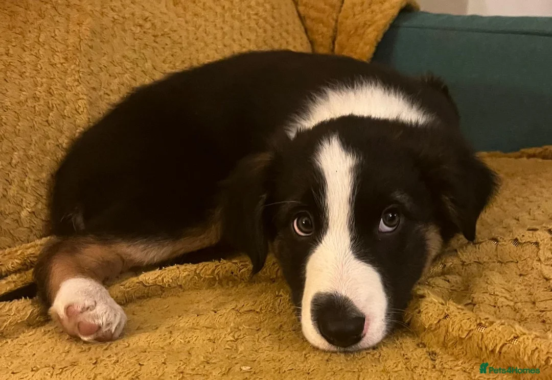 Border Collie dogs for sale: Adorable Border Collies for Sale - Advert 27