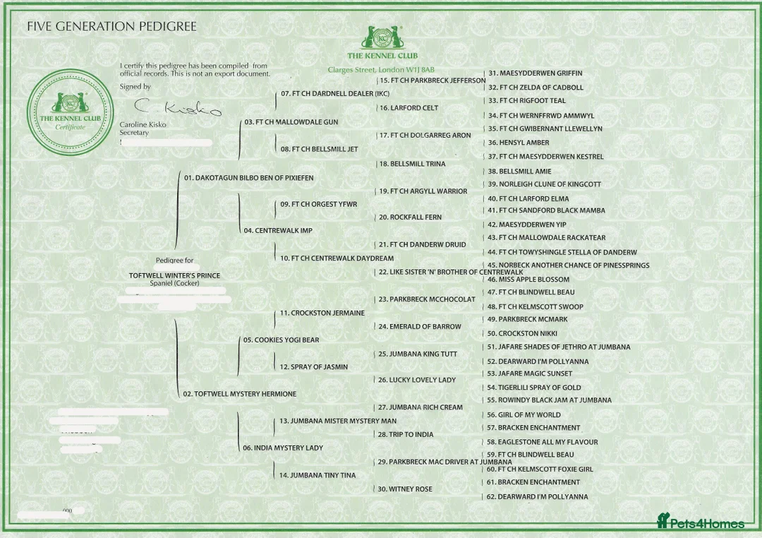 Cocker Spaniel dogs for stud: Cocker spaniel stud  in Wisbech - Advert 4