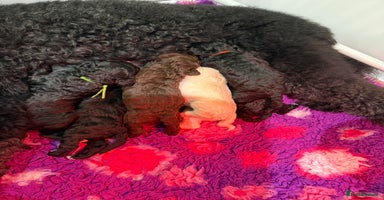 Standard Poodle dogs - Advert 9