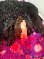 Standard Poodle dogs - Advert 5