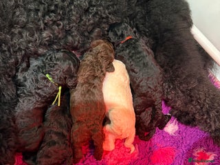 Standard Poodle dogs - Advert 1