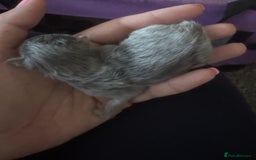 Maine Coon cats for sale: 5 Maine coon x Ragdoll kittens.  - Image 1