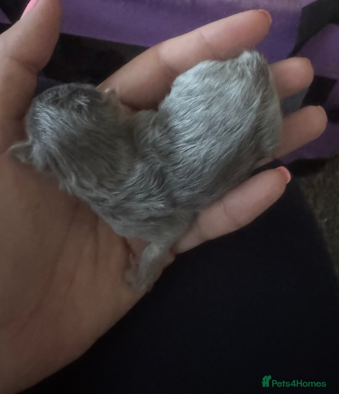 Maine Coon cats for sale: 5 Maine coon x Ragdoll kittens.  - Image 1