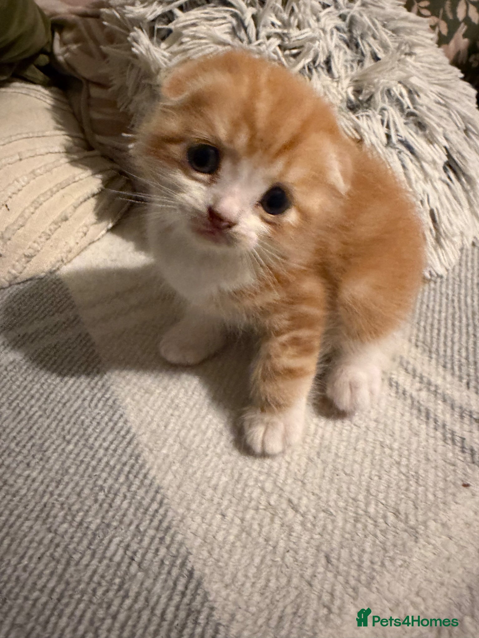 Scottish Fold cats Adorable kittens - Advert 17