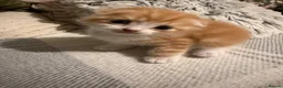 Scottish Fold cats for sale: Adorable kittens - Advert 2