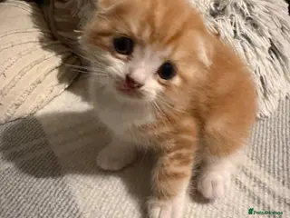 Scottish Fold cats Adorable kittens - Advert 17