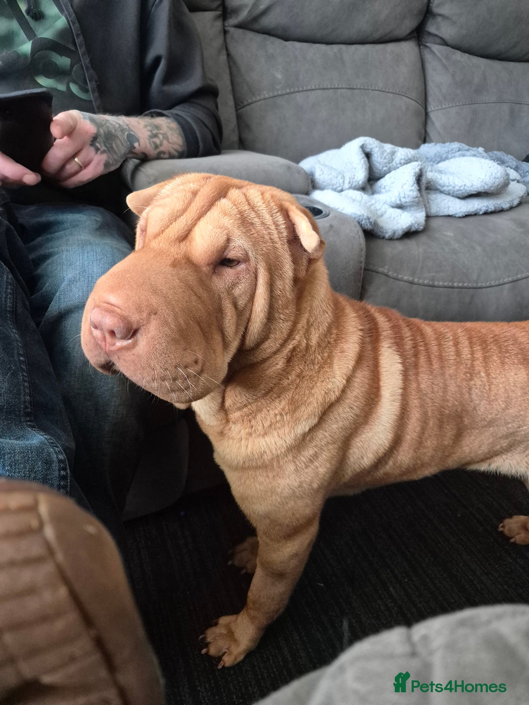 Shar Pei dogs for sale: 4 year old female shar pei  - Advert 5