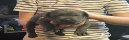 Cane Corso dogs for sale: Stunning pure cane corso puppies  - Advert 8