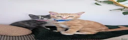 Mixed Breed cats for sale: Archie and Alice  in Midhurst - Advert 1