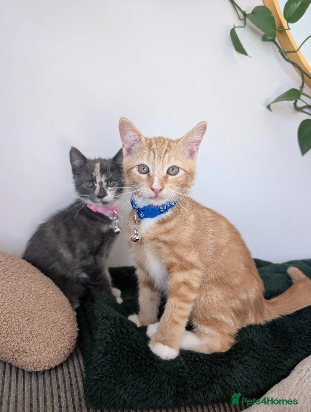 Mixed Breed cats for sale: Archie and Alice  in Midhurst - Advert 1