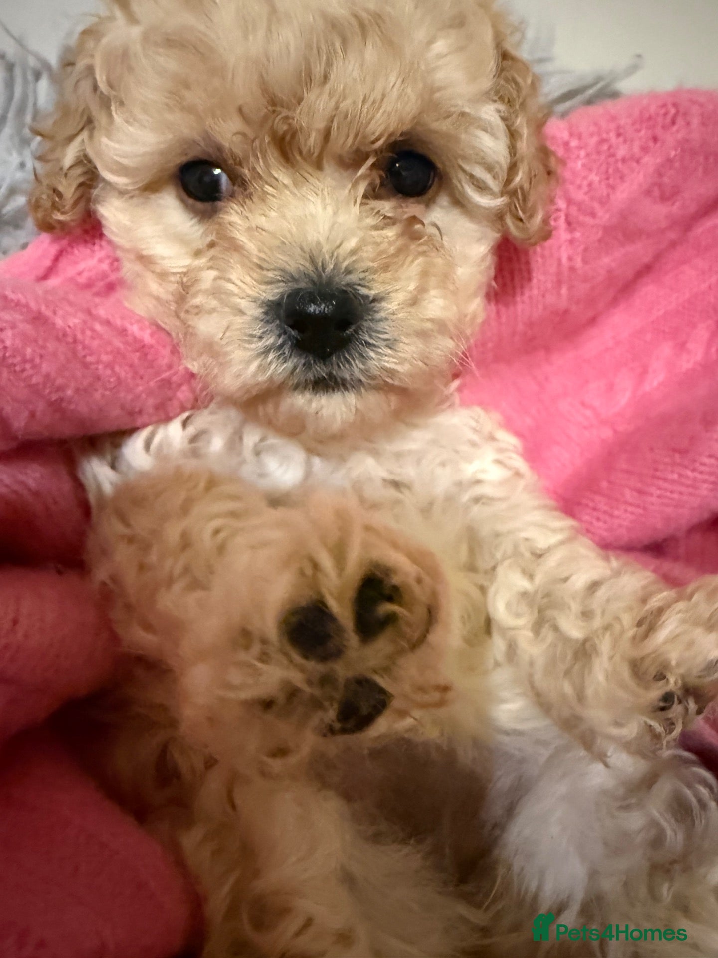 Maltipoo dogs Stunning health tested FEMALE Toy Maltipoo  - Advert 2