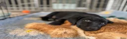 Labrador Retriever dogs for sale: Carefully Planned Labrador Litter in Henley-on-Thames - Advert 17