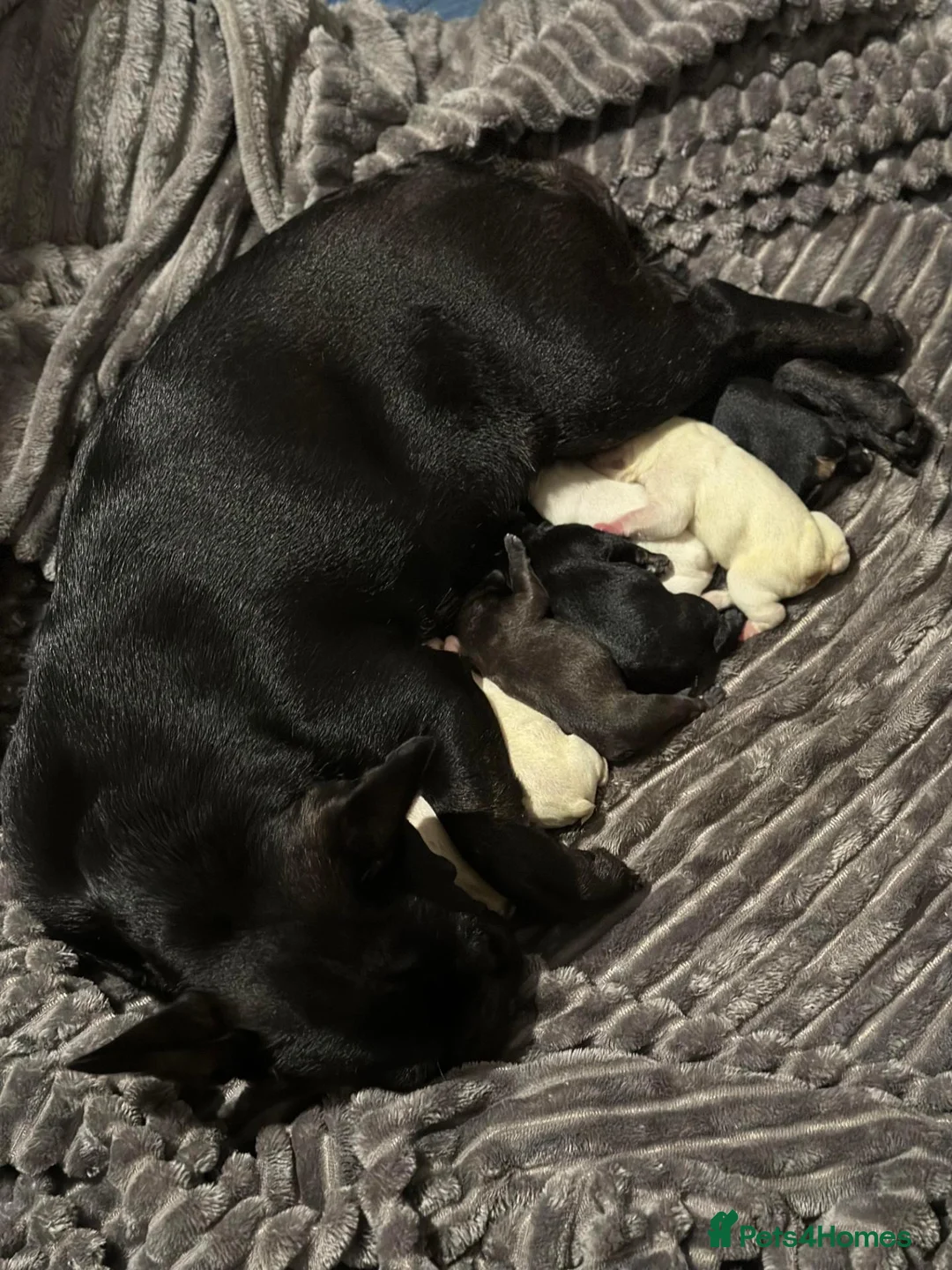 Staffordshire Bull Terrier dogs for sale: Last female staffy - Advert 11