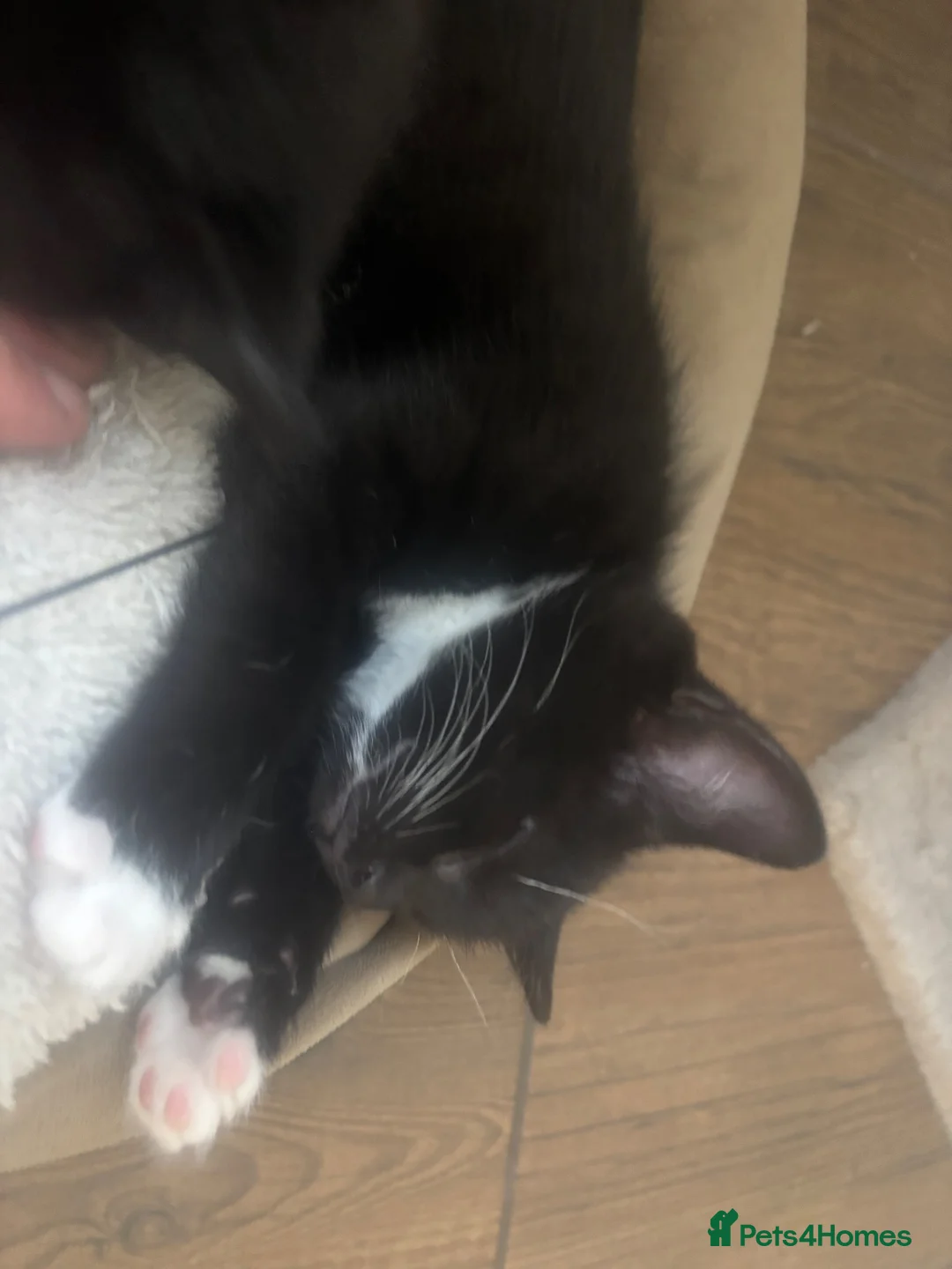 Mixed Breed cats for sale: Beautiful kitten for sale - Advert 3