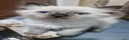 Ragdoll cats for sale: 3 beautiful ragdoll kittens left out of 7 - Advert 18