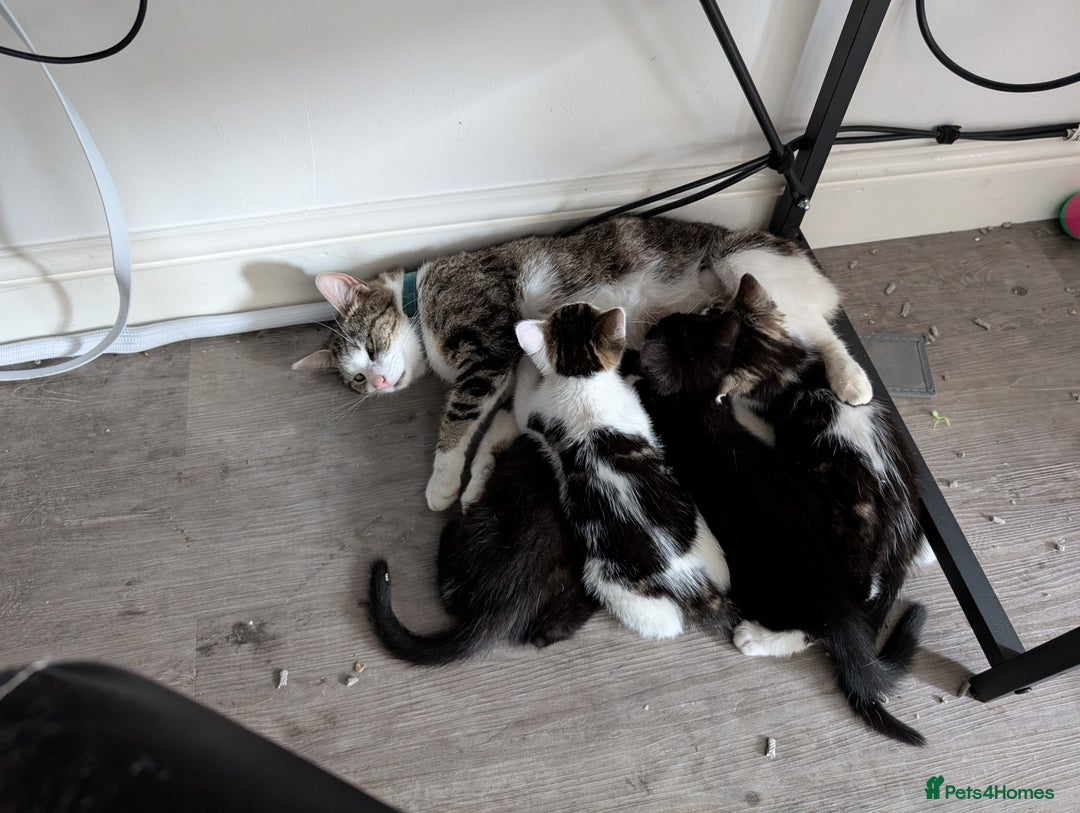 Mixed Breed cats for sale: Kittens for adoption - Image 7