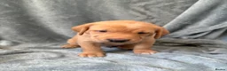 Mixed Breed dogs for sale: Labrador x staff - Advert 17