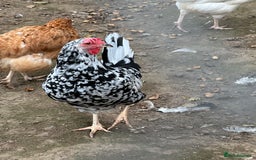 Chickens poultry for sale: Hybrids pure breeds point of lay hens chickens - Image 2