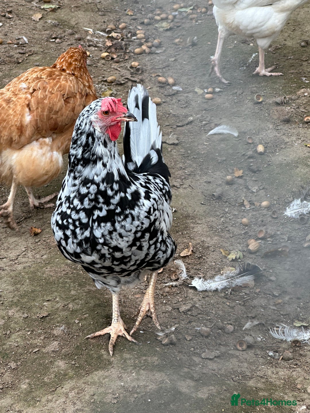 Chickens poultry for sale: Hybrids pure breeds point of lay hens chickens - Image 2