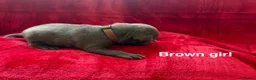 Staffordshire Bull Terrier dogs for sale: 8 stunning Stafford bull terrier puppies - Advert 36