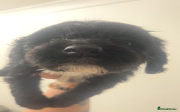Cockapoo dogs for sale: Health tested cockapoo puppies for sale - Image 4