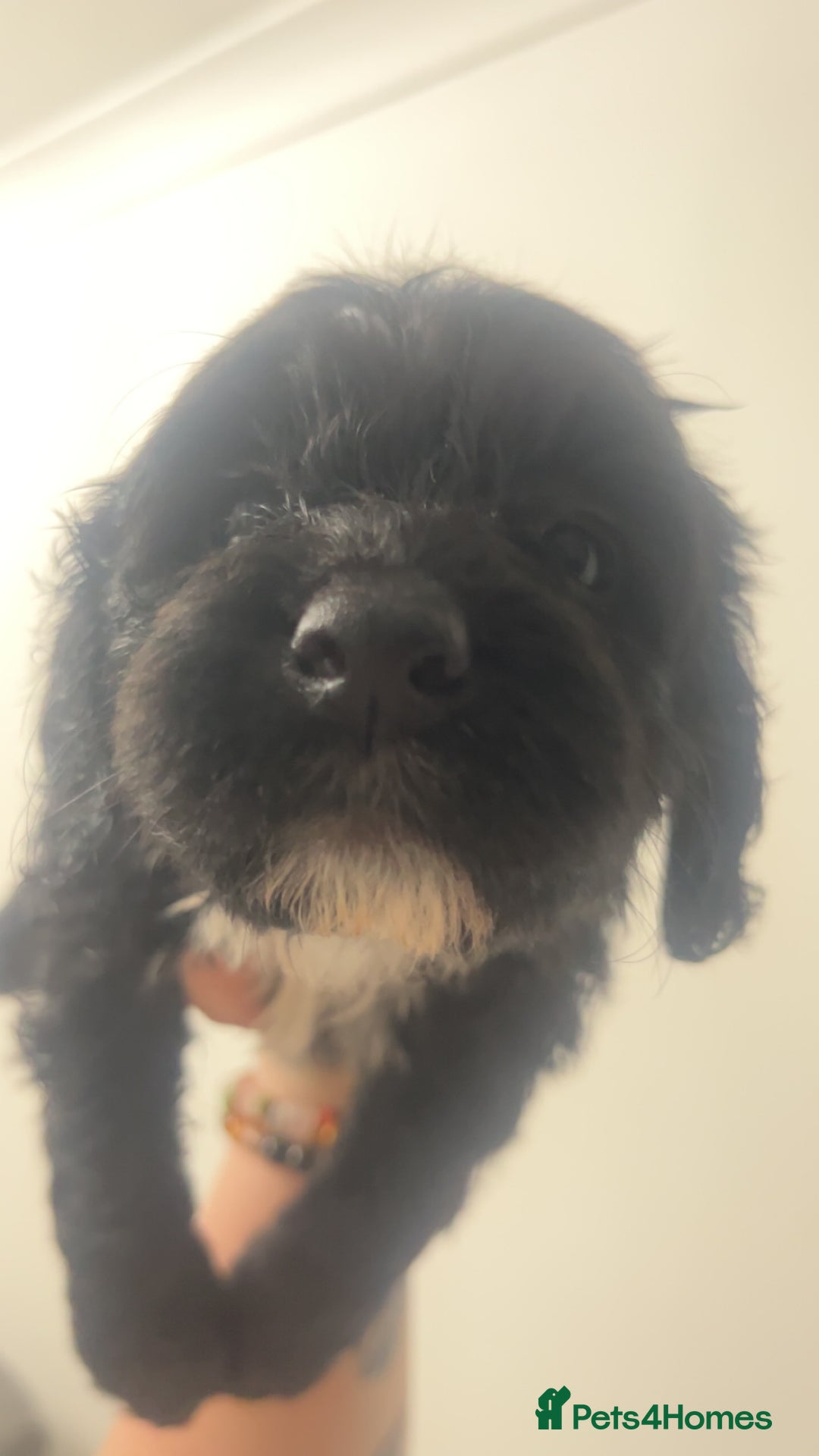 Cockapoo dogs for sale: Health tested cockapoo puppies for sale - Image 4