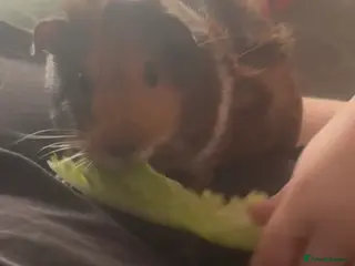 Guinea Pig rodents Guinea pigs - Advert 4