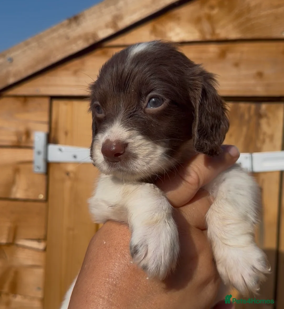 Cocker Spaniel dogs for sale: Cocker spaniel puppy’s  - Advert 2