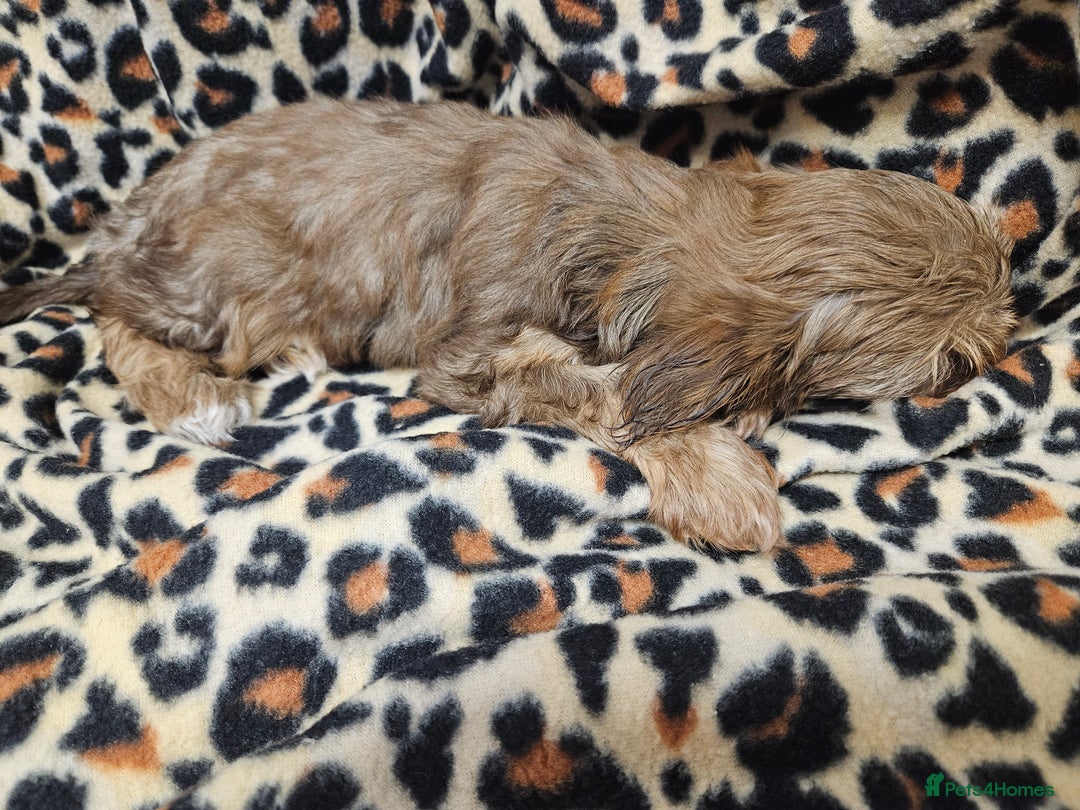 Yorkshire Terrier dogs for sale: 🧡 DNA tested parents 🤎 Chocolate Red boy  - Advert 6