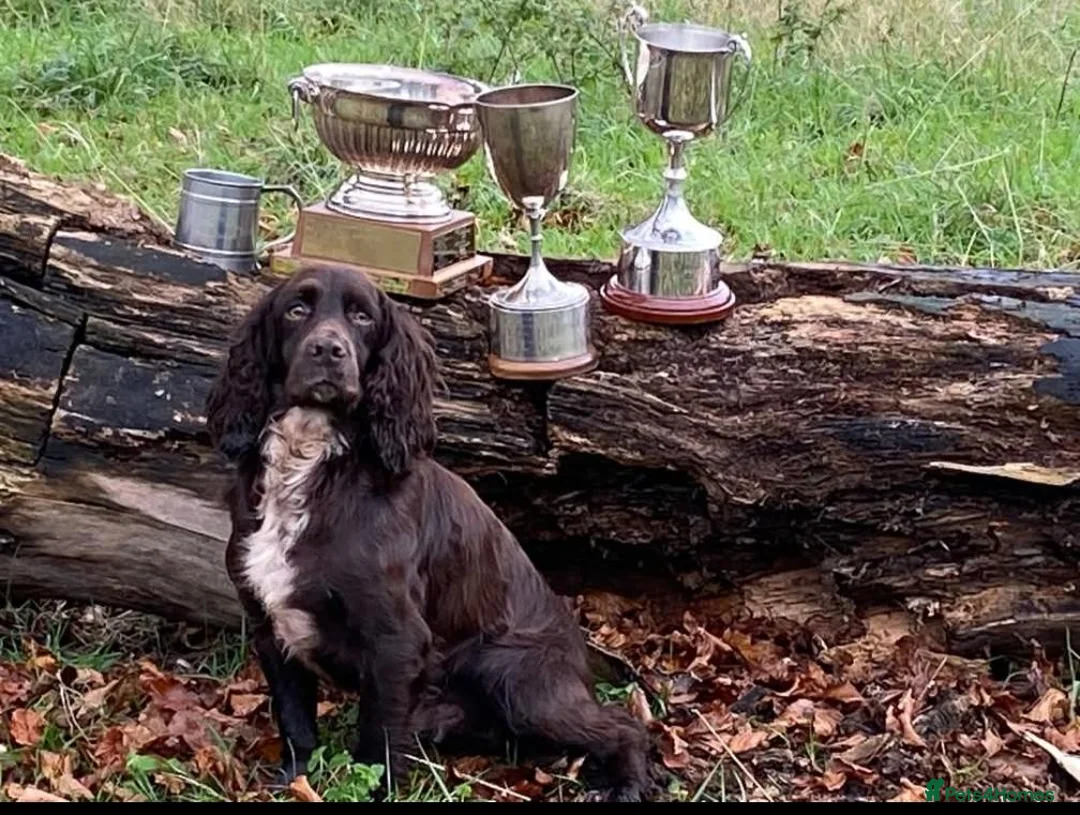 Cocker Spaniel dogs for sale: Sort hard to find - Advert 30