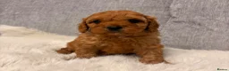 Cavapoo dogs for sale: F1 cavapoo puppies  - Advert 14