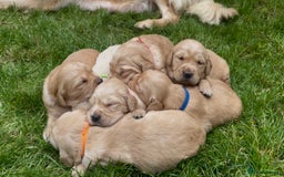 Golden Retriever dogs for sale: OUTSTANDING PEDIGREE GOLDEN RETRIVER PUPPIES KC - Image 6