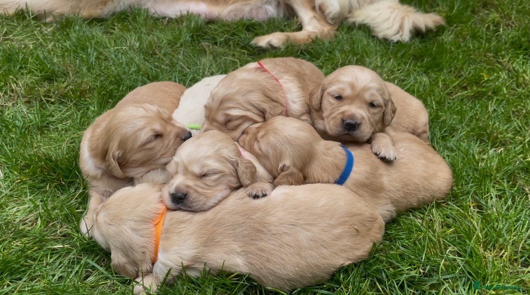 Golden Retriever dogs for sale: OUTSTANDING PEDIGREE GOLDEN RETRIVER PUPPIES KC - Image 6