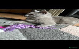 British Shorthair cats for sale: Beautiful lilac female  - Image 2