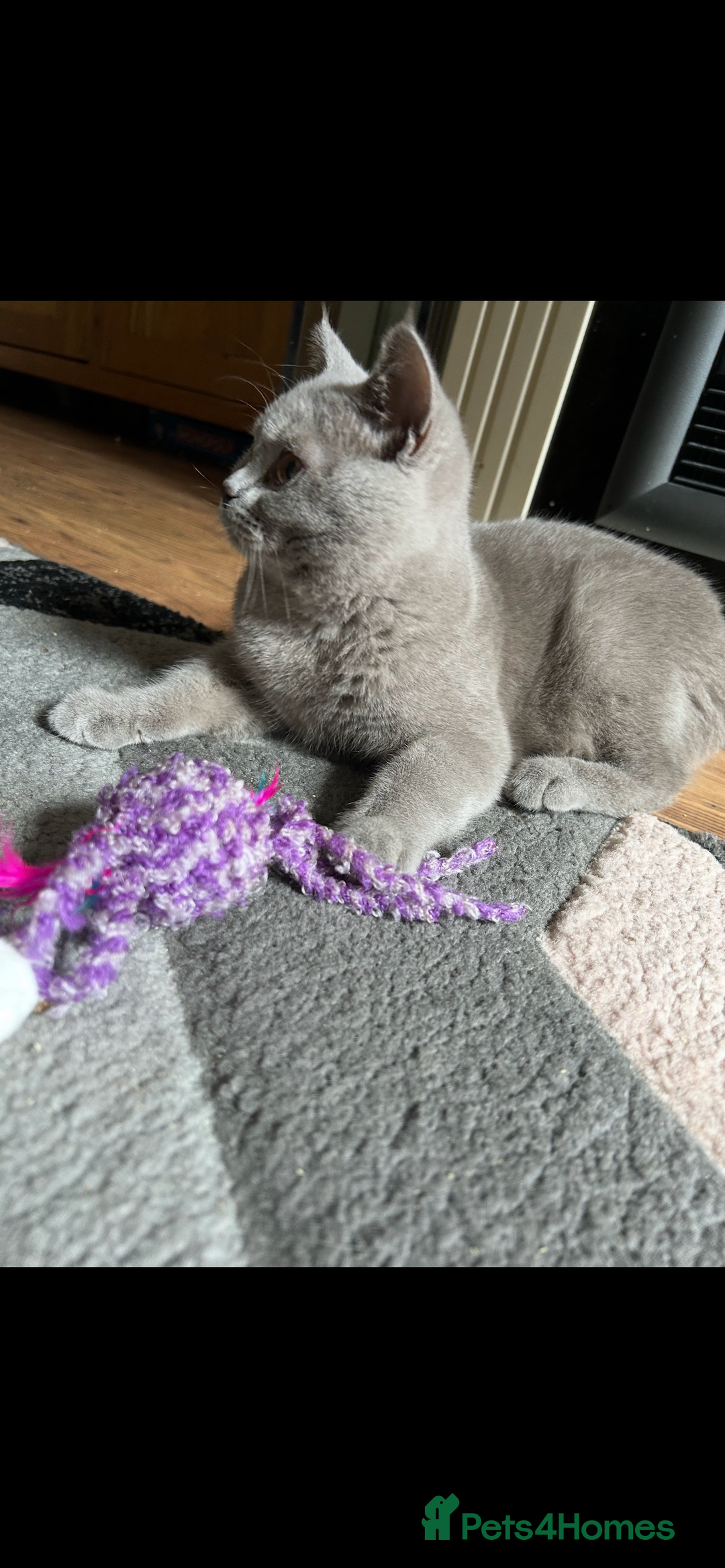 British Shorthair cats for sale: Beautiful lilac female  - Image 2