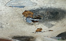 Labrador Retriever dogs for sale: One superb chunky boy - Image 2