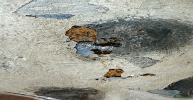 Labrador Retriever dogs - Advert 14