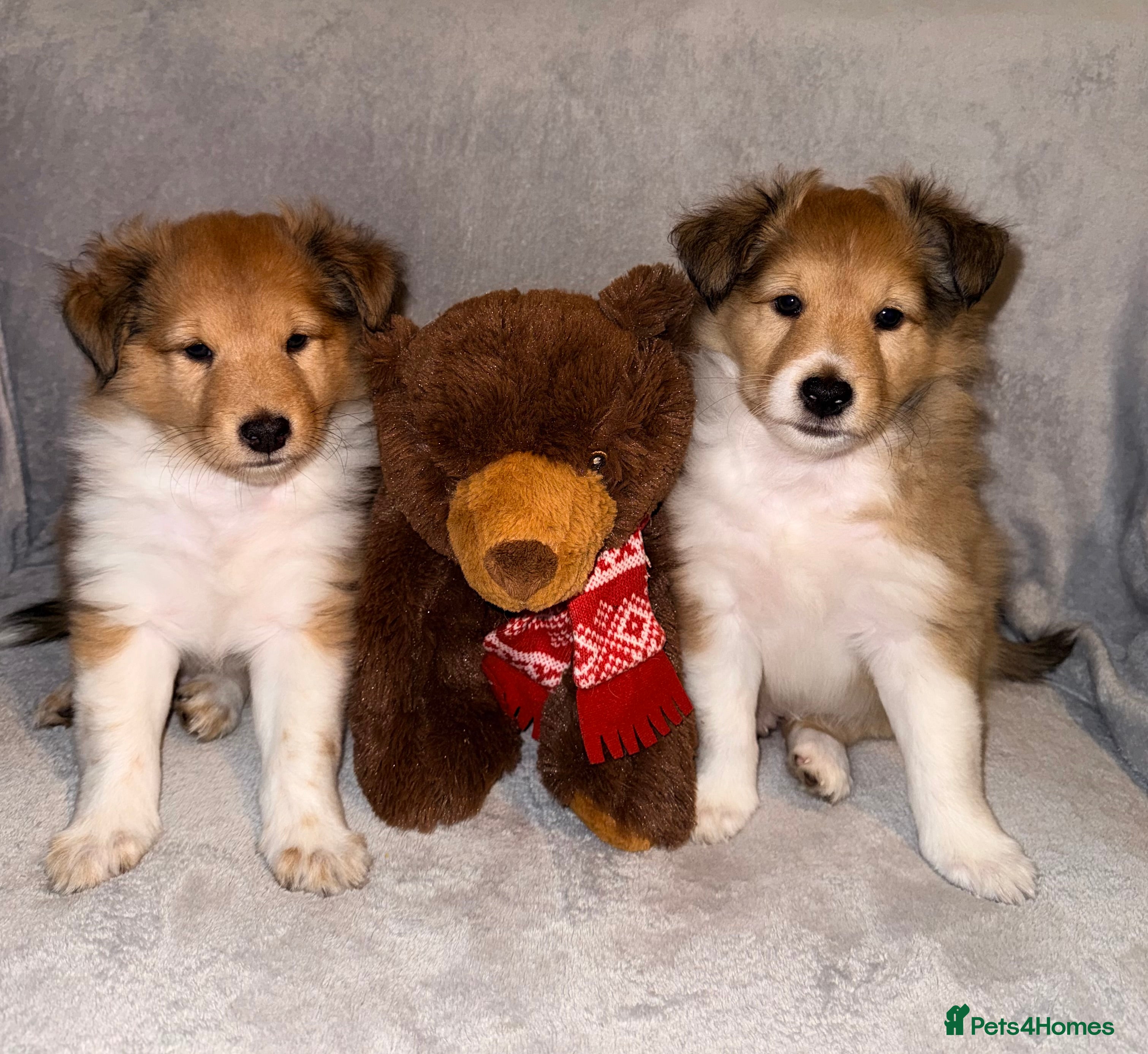 Shetland Sheepdog dogs Sable & white Male Shetland Sheepdog Puppies - Advert 1