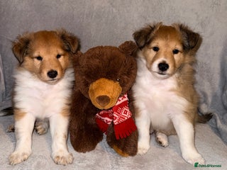Shetland Sheepdog dogs Sable & white Male Shetland Sheepdog Puppies - Advert 1