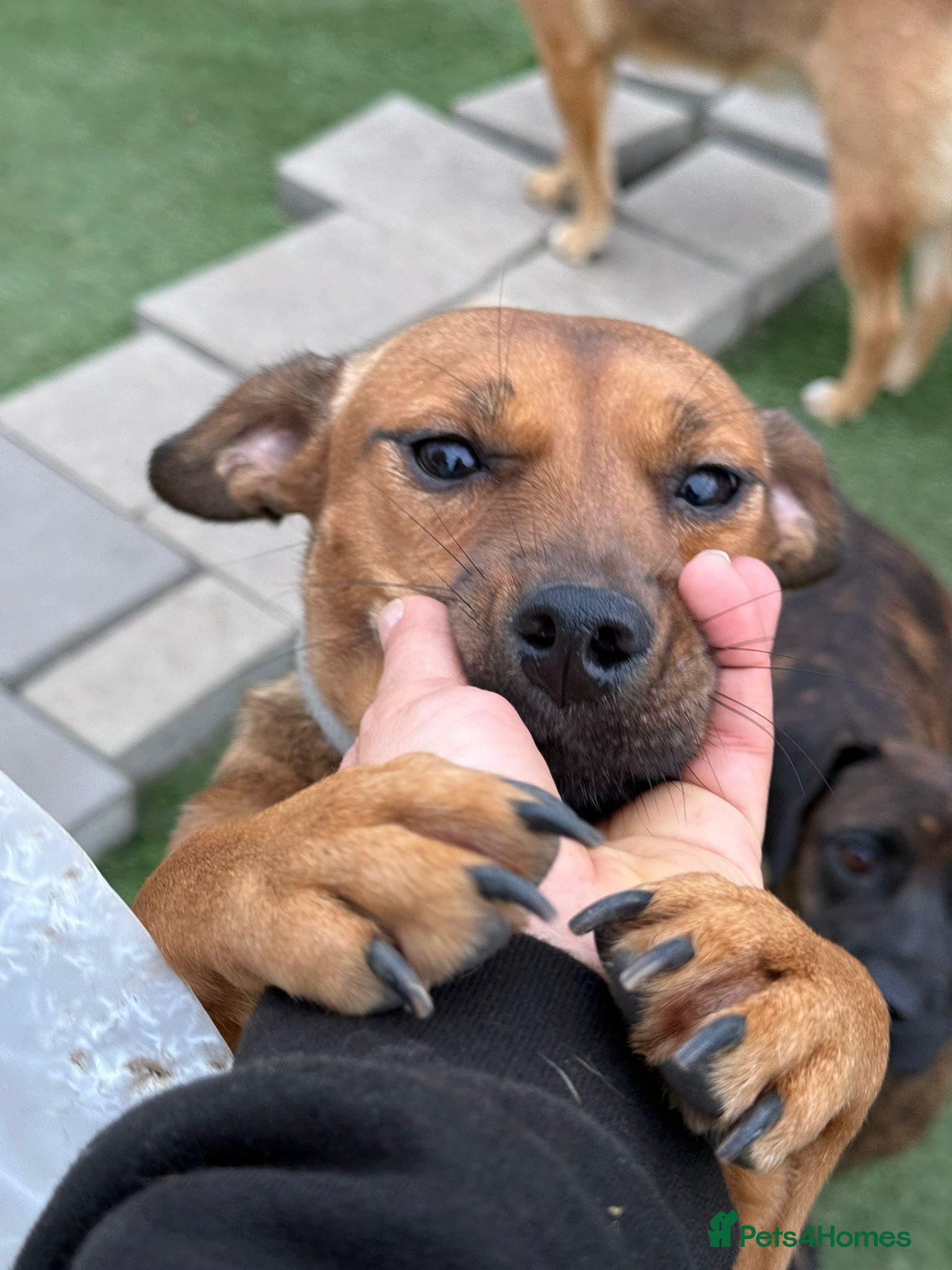 Mixed Breed dogs Lovely little Masni wants her home - Advert 18