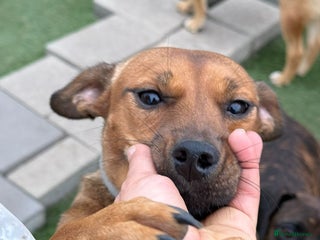 Mixed Breed dogs Lovely little Masni wants her home - Advert 3