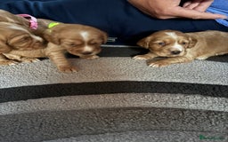 Cocker Spaniel dogs for sale: Working cocker Spainel puppys  - Image 13