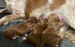 Cockapoo dogs for sale: 🌸Extensively health tested F1 Cockapoo’s🌸 - Image 2