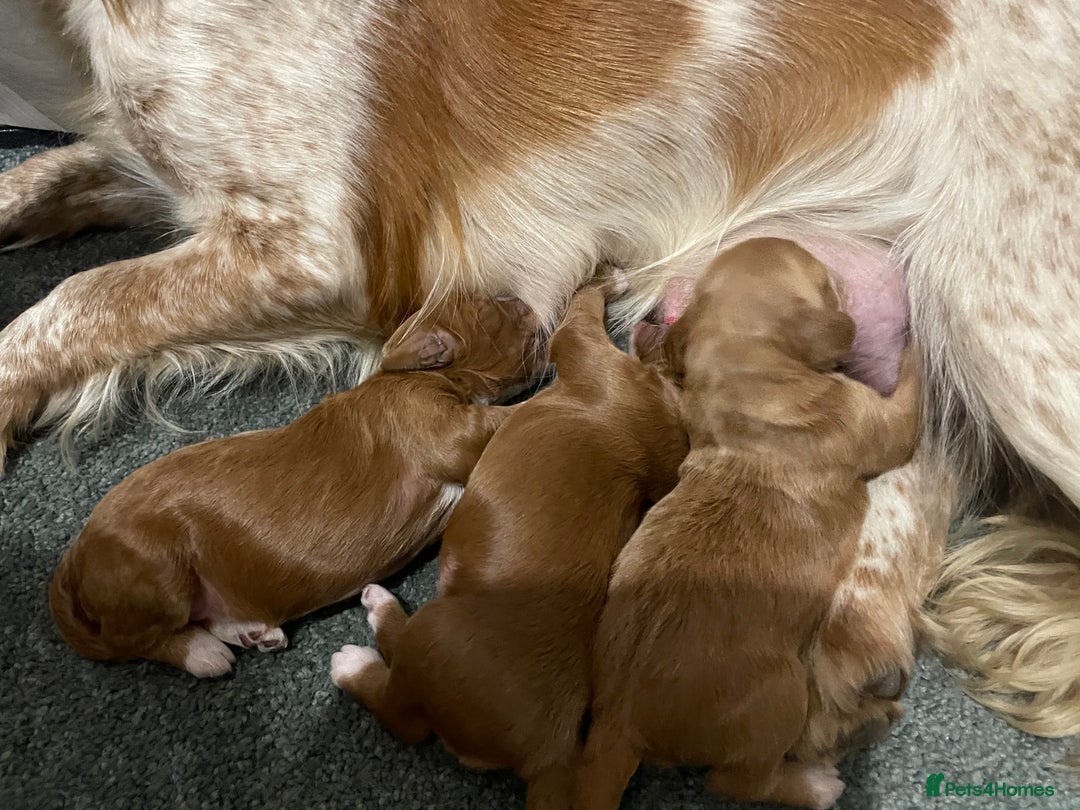 Cockapoo dogs for sale: 🌸Extensively health tested F1 Cockapoo’s🌸 - Image 2