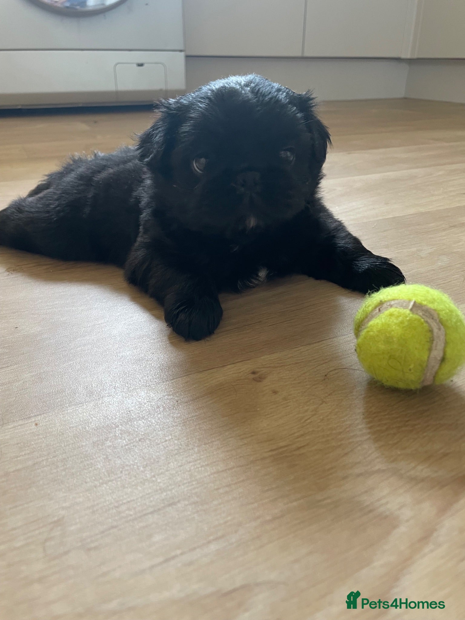 Frug dogs Fluffy Frug Boy - Advert 2