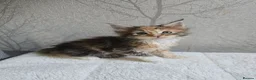 Maine Coon cats for sale: Beautiful Maine Coon Kittens Amazing Lines - Advert 21