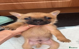 Mixed Breed dogs for sale: FrenchieXPomeranian  - Image 17